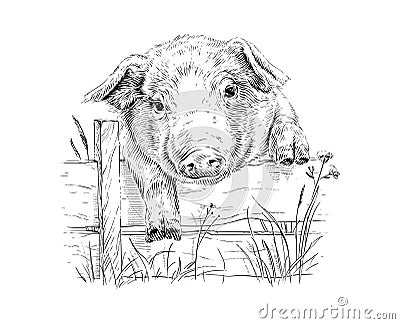 head piglet hand drawing sketch engraving illustration style Vector Illustration