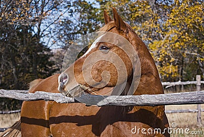 Head Portrait of a Chestnut Arabian Mare Looking Over a Rail Fence Stock Photo
