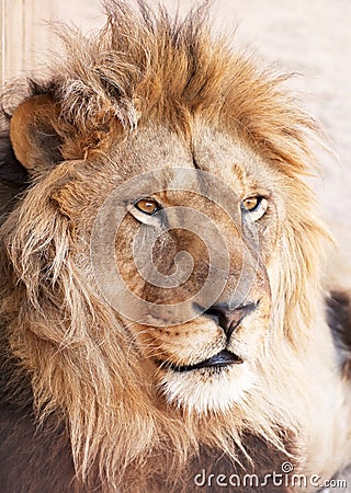 Head portrait of lion animal Stock Photo