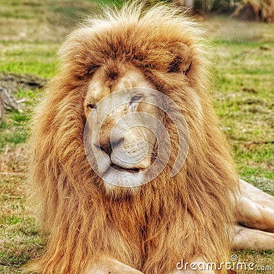 Head portrait of a lion. Stock Photo