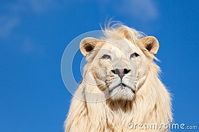 Head Portrait of Majestic White Lion on Blue Sky Stock Photo