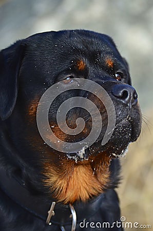 Head portrait of a placid Rottweiler dog Stock Photo