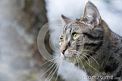 Head portrait of a tabby cat Stock Photo