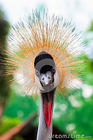 Head portrait of wild grey crowned crane Stock Photo