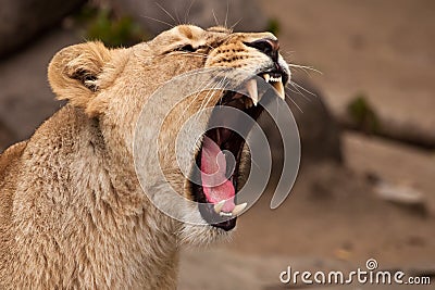 Head of a powerful and angry female lioness close-up, open mouth with bared teeth and red tongue. profile view Stock Photo
