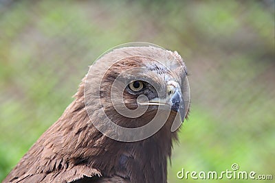 Head of predatory bird Stock Photo