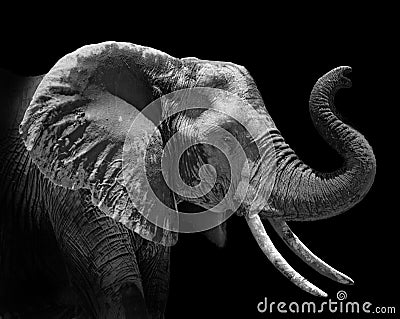 Head profile of an african elephant Loxodonta africana on black background Stock Photo