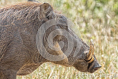 Head profile of a common warthog Stock Photo