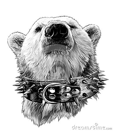 The head of a proud bear looking confidently forward in a leather collar with metal spikes and an earring in the nose Vector Illustration