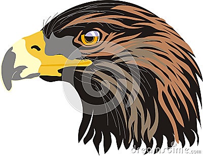 Head of a proud eagle symbol of independence and wildlife Stock Photo