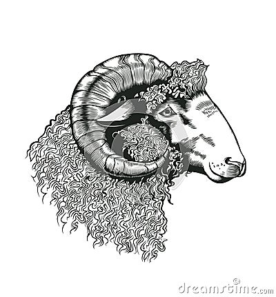 Head of ram hand drawn in antique etching style. Livestock animal isolated on white background. Vector illustration in monochrome Vector Illustration