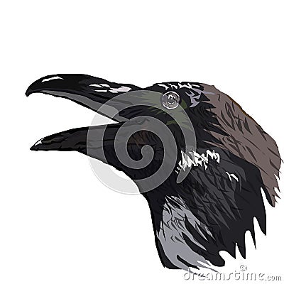 The head of a raven vector graphics the isolated image Stock Photo