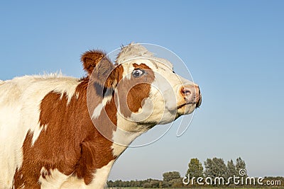 Head of a red and white cow does moo with her head uplifted, blue sky Stock Photo