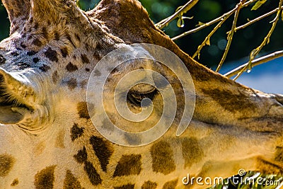 Head of a rothschilds giraffe in closeup, endangered animal specie from Africa Stock Photo
