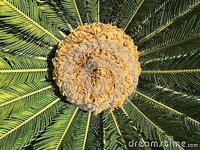 Sago palm with blossom cyca revoluta female in garden Stock Photo