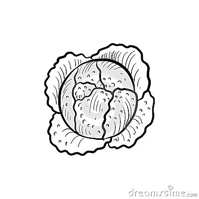 head of savoy cabbage, vector drawing sketch Vector Illustration