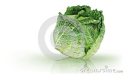 Head of Savoy Cabbage. Mesh vector Vector Illustration