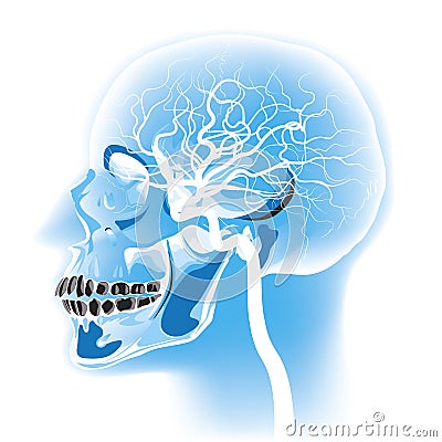 Head scan Vector Illustration