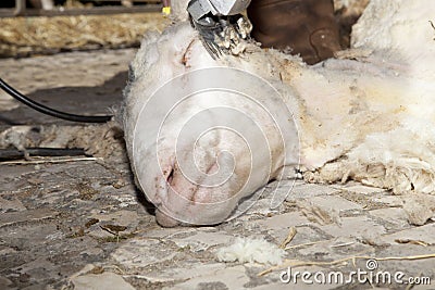 Head sheep being sheared Stock Photo