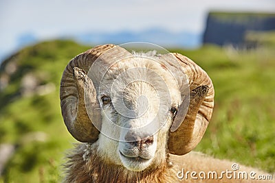 Head sheep lamb grazing under blue sky Faroe islands Stock Photo