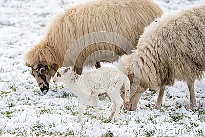 Head of sheep with a newborn lamb that still has blood on its navel, eating grass in the pasture. Grass is covered with Stock Photo