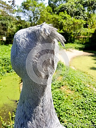 A close up view on a head of shoebill bird in Africa Stock Photo