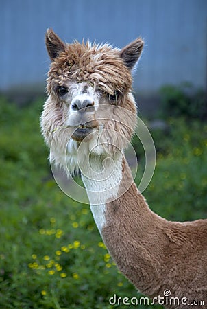 Head shot of Alpaca Stock Photo