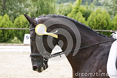 Head shot of a award-winning horse in the arena Stock Photo