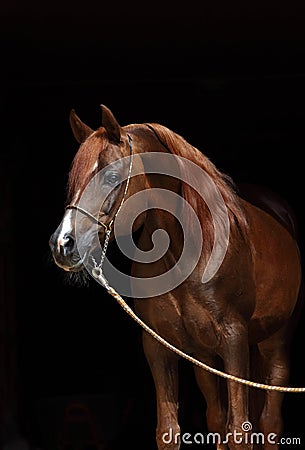 Head shot of a bay arabian horse Stock Photo