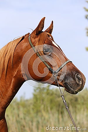 Head shot of a beautiful curious arabian stallion against blue sky Stock Photo