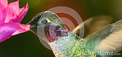 A head shot of a beautiful male hummingbird Stock Photo