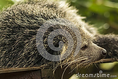 Head shot of a Binturong or Bearcat with a very cool bokeh background suitable for use as wallpaper Stock Photo