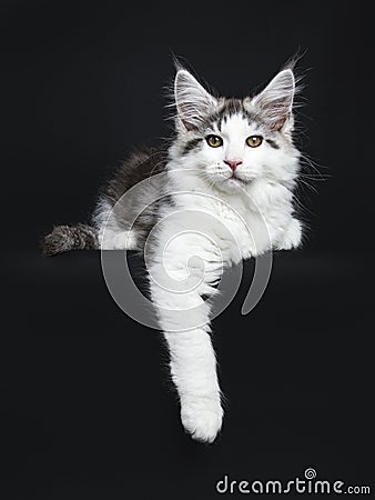 Head shot Black tabby with white Maine Coon cat Stock Photo