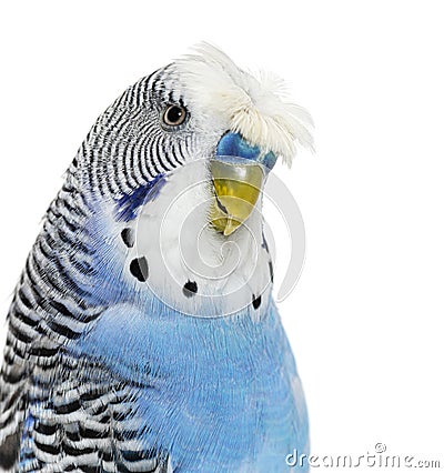 Head shot of a Blue crested Budgerigar looking at the camera Stock Photo