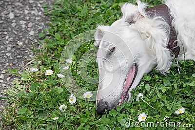 Head shot of Borzoi Russian white . Selective focus on the dog Stock Photo