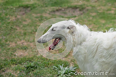 Head shot of Borzoi Russian white . Selective focus on the dog Stock Photo