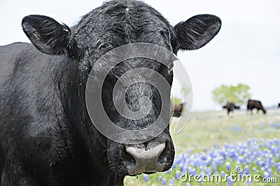 Head shot of bull in field of bluebonnets with herd of cows behind him Stock Photo