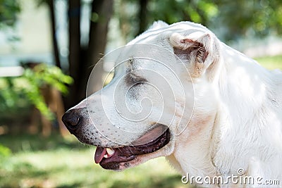 Head shot Central Asian Shepherd Dog.Alabai dog Stock Photo
