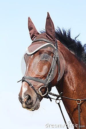 Head shot close up of a beautiful young sport horse during competition Stock Photo