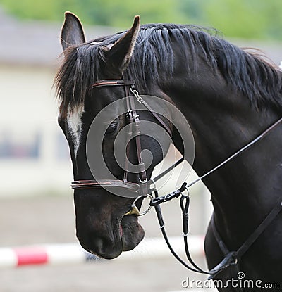 Head shot closeup of a beautiful award winner racehorse Stock Photo