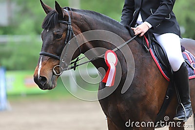 Head shot closeup of a beautiful award winner racehorse Stock Photo