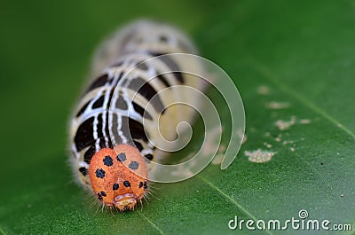 Head shot of a Colorful Caterpillar Stock Photo