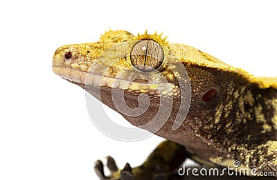 Head shot of a Crested gecko, Correlophus ciliatus Stock Photo