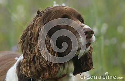 A head shot of a cute English Springer Spaniel Dog Canis lupus familiaris. Stock Photo