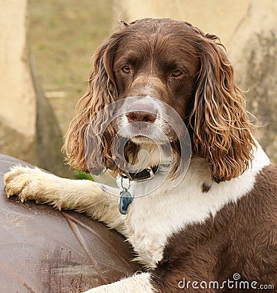 A head shot of a Cute English Springer Spaniel Dog Canis lupus familiaris. Stock Photo