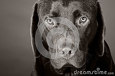 Head Shot of a Cute Labrador Puppy Stock Photo