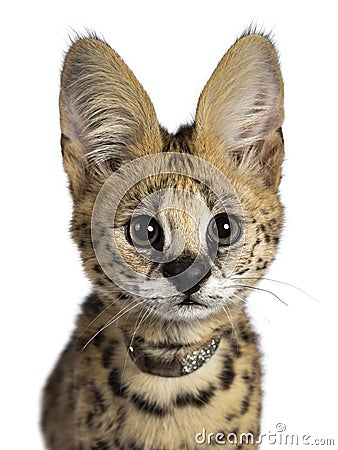 Cute 6 months young Serval cat kitten, Isolated on white background. Stock Photo