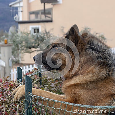 Head shot of German Shepherd or Alsatian dog outdoors in garden. Beautiful dog. Stock Photo