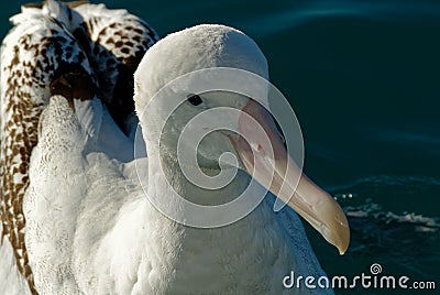 A head shot of a great albatross, showing its magnificent beak Stock Photo