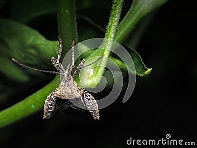 Head Shot Of A Leaf-Footed Bug Stock Photo